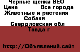 Черные щенки ВЕО › Цена ­ 5 000 - Все города Животные и растения » Собаки   . Свердловская обл.,Тавда г.